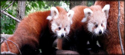 Red Pandas at Binder Park Zoo - click to visit binderparkzoo.org!