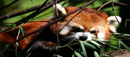  Red Panda at Binder Park Zoo